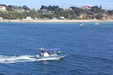 Dolphin And Seal Watching Eco Boat Cruise Mornington Peninsula - Holiday Find 14