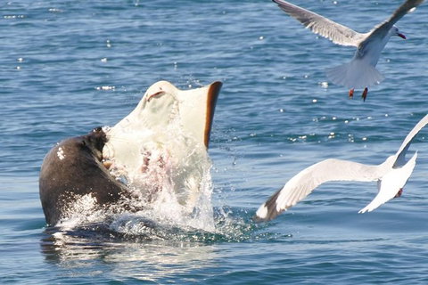 Dolphin And Seal Watching Eco Boat Cruise Mornington Peninsula - Holiday Find 6