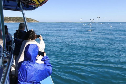 Dolphin And Seal Watching Eco Boat Cruise Mornington Peninsula - Holiday Find 9
