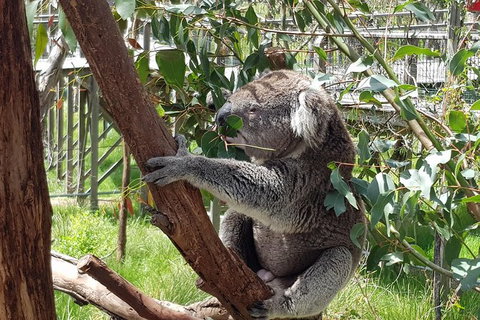 Phillip Island Private Experience - Holiday Find 3