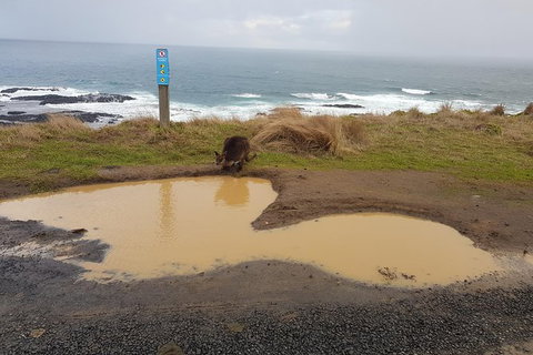 Phillip Island Private Experience - Holiday Find 2