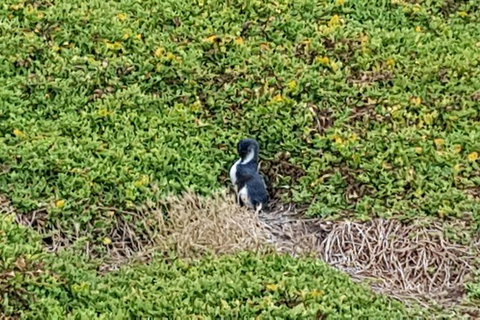 Phillip Island Private Experience - Holiday Find 8