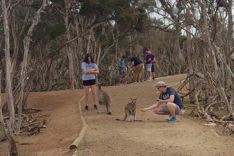 Phillip Island Penguin And Wildlife Tour - Holiday Find 34