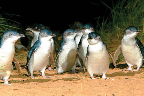 Phillip Island Penguin And Wildlife Tour - Holiday Find 0
