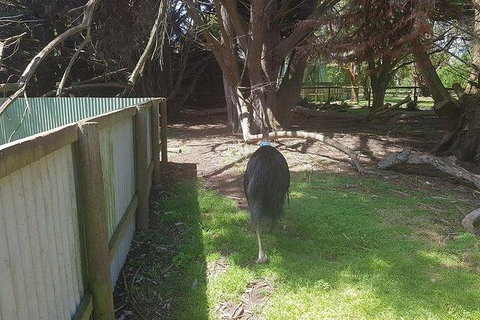 Phillip Island Penguin And Wildlife Tour - Holiday Find 5