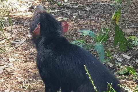 Phillip Island Penguin And Wildlife Tour - Holiday Find 26