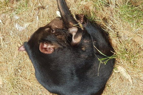 Phillip Island Penguin And Wildlife Tour - Holiday Find 23