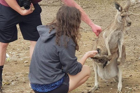 Phillip Island Penguin And Wildlife Tour - Holiday Find 12