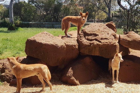 Phillip Island Penguin And Wildlife Tour - Holiday Find 7
