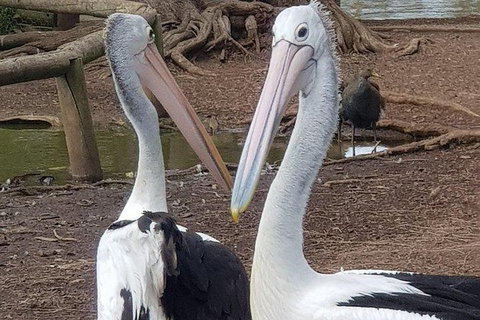 Phillip Island Penguin And Wildlife Tour - Holiday Find 6