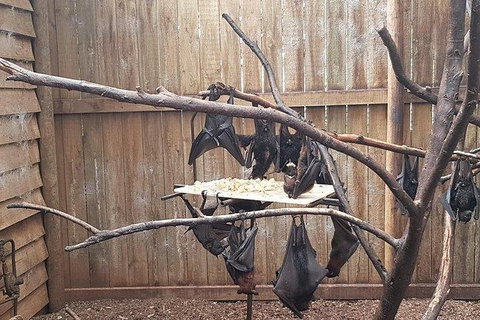 Phillip Island Penguin And Wildlife Tour - Holiday Find 31