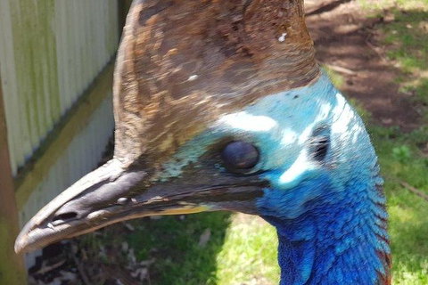 Phillip Island Penguin And Wildlife Tour - Holiday Find 19