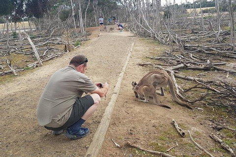 Phillip Island Penguin And Wildlife Tour - Holiday Find 30