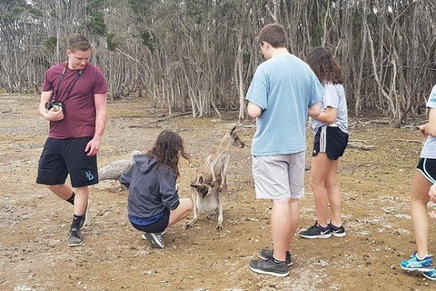 Phillip Island Penguin And Wildlife Tour - Holiday Find 3