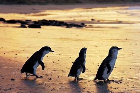Phillip Island Penguin And Wildlife Tour - Holiday Find 13