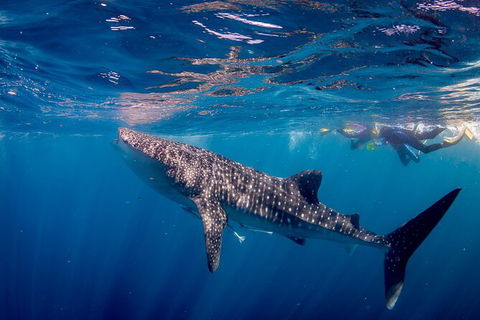 Life On Ningaloo Swimming Tour In Exmouth - Holiday Find 2
