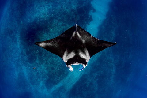 Life On Ningaloo Swimming Tour In Exmouth - Holiday Find 3