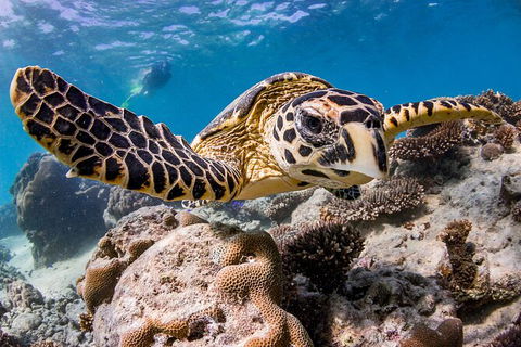 Life On Ningaloo Swimming Tour In Exmouth - Holiday Find 1
