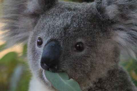 Australian Animals, Seascape And Sunset Photography Tour - Holiday Find 2