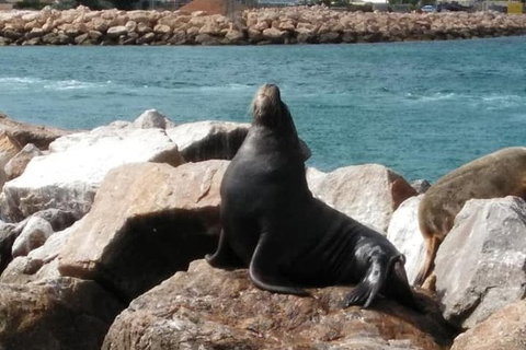 Lobster Fishing Tour At Geraldton - Holiday Find 3