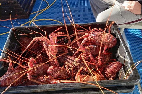 Lobster Fishing Tour At Geraldton - Holiday Find 6