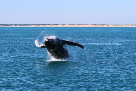 AOC Broome Whale Watching - Holiday Find 3
