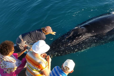 AOC Broome Whale Watching - Holiday Find 0