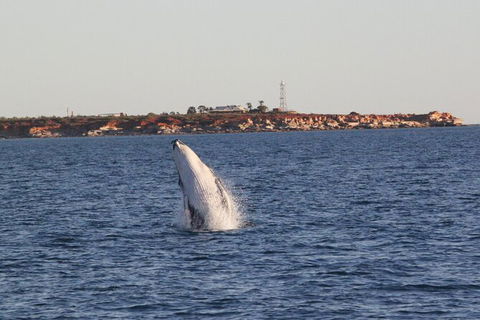 AOC Broome Whale Watching - Holiday Find 2