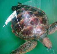 Australian Seabird Rescue - Holiday Find