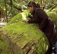 Washpool National Park - Washpool Walk - Holiday Find