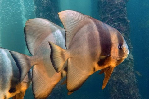 Busselton Jetty & Underwater Observatory Tour - Holiday Find 5