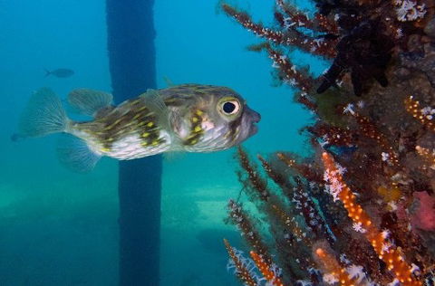 Busselton Jetty & Underwater Observatory Tour - Holiday Find 6