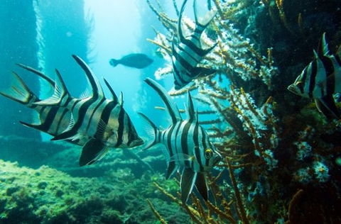 Busselton Jetty & Underwater Observatory Tour - Holiday Find 8