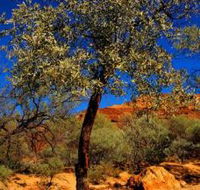 Mt Romance Australia Pty Ltd - Holiday Find