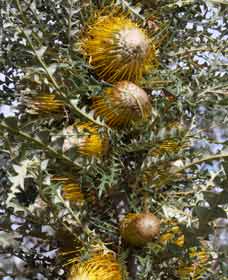 Yilliminning WA Holiday Find