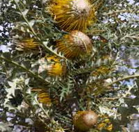Woylie Walk Dryandra Woodland - Holiday Find