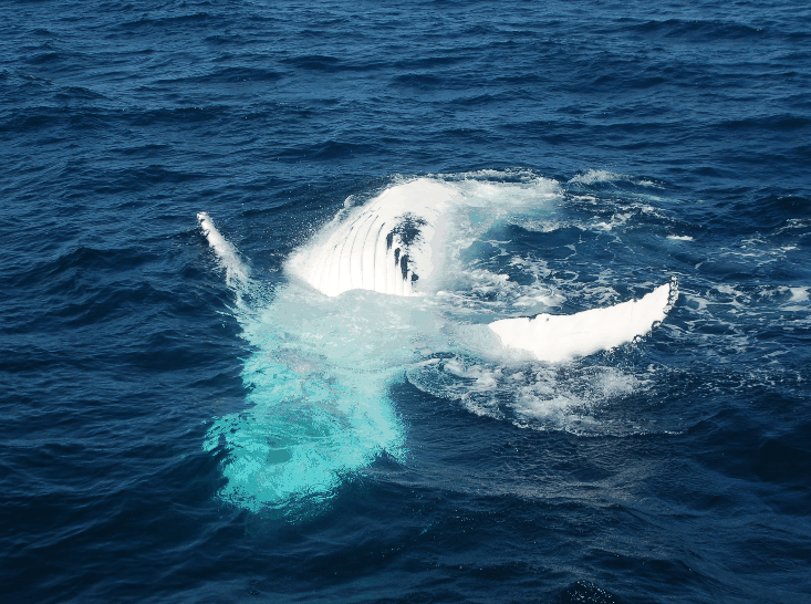 Dolphin Wild Cruises