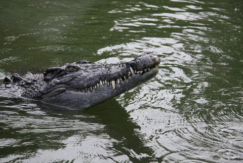 Daintree River Cruise Centre - Holiday Find 1