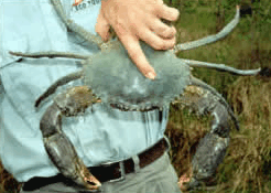 Whitsunday Crocodile Safari