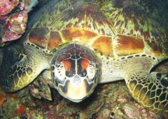 Adrenalin Snorkel And Dive - Holiday Find 0