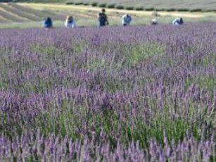 Aloomba Lavender - Holiday Find 1