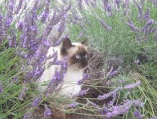 Aloomba Lavender - Holiday Find 2