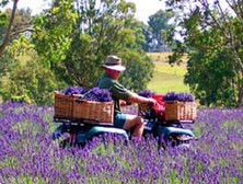 Aloomba Lavender - Holiday Find 4