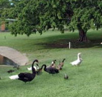 Anzac Park and Ululah Lagoon - Holiday Find
