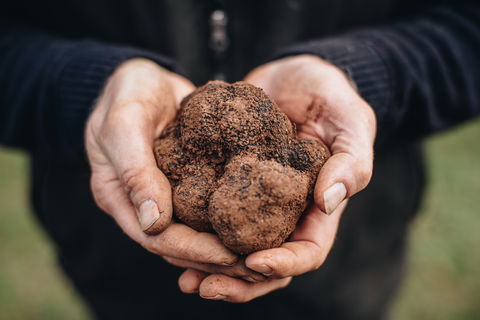 A Taste Of Truffles - Holiday Find 0