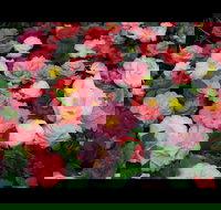 Camellia's Australia National Camellia Show - Holiday Find