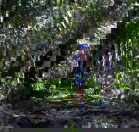 Elephant Trail Race - Holiday Find