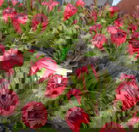 Junee Rotary Farmers Markets - Holiday Find