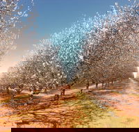 Mallee Almond Blossom Festival - Holiday Find