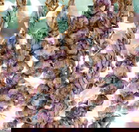 Meeniyan Garlic Festival - Holiday Find